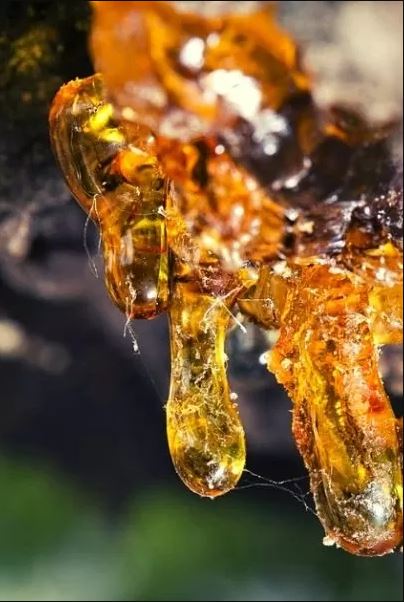 Blossom aromaterapija – eterično (esencijalno) ulje copaiba (Copaifera reticulata / Copaiba essential oil), drvenasta nota, za regeneraciju i duboko umirenje.