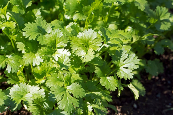 Blossom aromaterapija – eterično ulje korijander (Coriandrum Sativum / Coriander essential oil), topla začinska aroma za energiju, balans i mentalnu jasnoću.