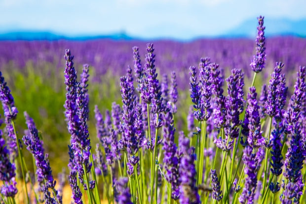 Blossom aromaterapija – eterično ulje lavande (Lavandula angustifolia / Lavender essential oil), nežna cvetno-biljna aroma za san, smirenje, regeneraciju kože i emotivni balans.