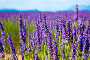 Blossom aromaterapija – eterično ulje lavande (Lavandula angustifolia / Lavender essential oil), nežna cvetno-biljna aroma za san, smirenje, regeneraciju kože i emotivni balans.
