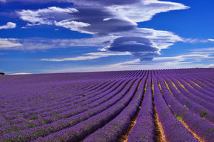 Blossom aromaterapija – eterično ulje lavande (Lavandula angustifolia / Lavender essential oil), nežna cvetno-biljna aroma za san, smirenje, regeneraciju kože i emotivni balans.