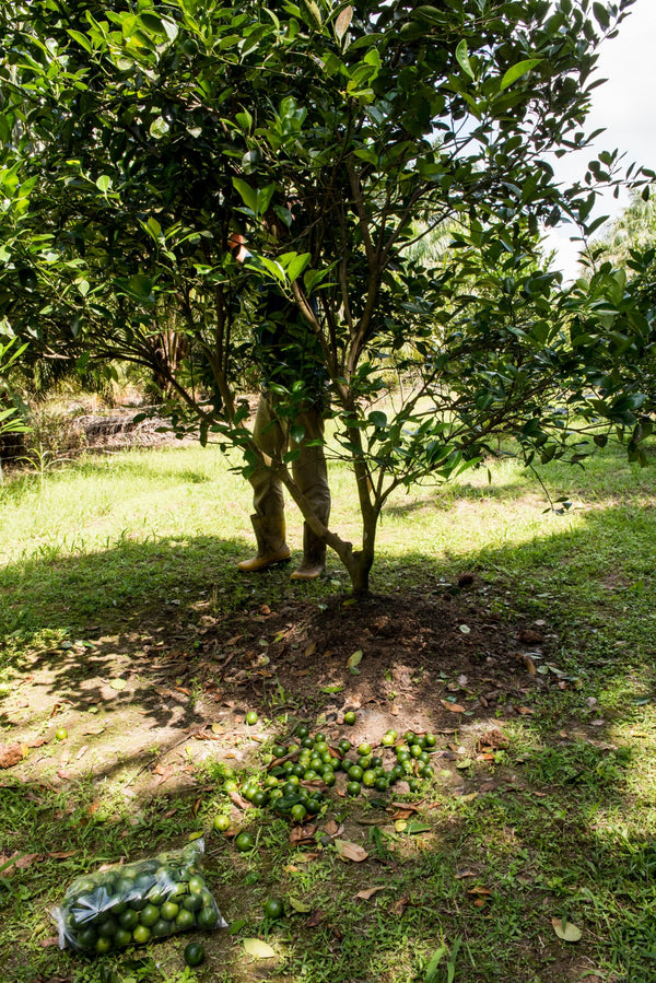 Blossom aromaterapija – eterično ulje limeta (Citrus aurantifolia / Lime essential oil), sveža citrusna aroma za energiju, fokus i osveženje prostora.