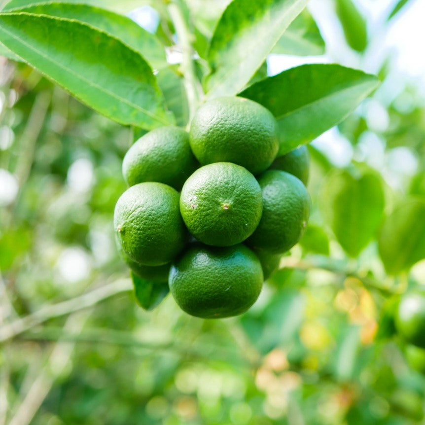 Blossom aromaterapija – eterično ulje limeta (Citrus aurantifolia / Lime essential oil), sveža citrusna aroma za energiju, fokus i osveženje prostora.