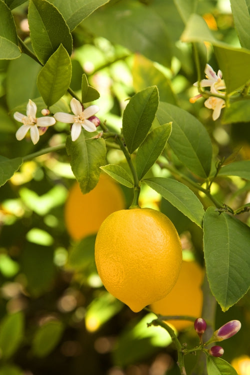 Blossom aromaterapija – eterično ulje limun (Citrus Limonum / Lemon essential oil), sveža citrusna aroma za energiju, fokus i osvežavanje prostora.