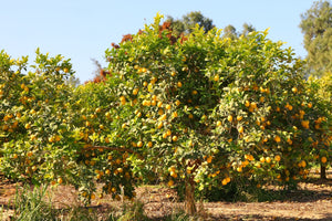 Blossom aromaterapija – eterično ulje limun (Citrus Limonum / Lemon essential oil), sveža citrusna aroma za energiju, fokus i osvežavanje prostora.