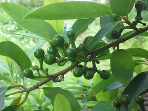 Blossom aromaterapija – eterično ulje litsea (Litsea cubeba / May Chang essential oil), citrusno-slatka aroma za spokoj, osveženje i emocionalnu ravnotežu.