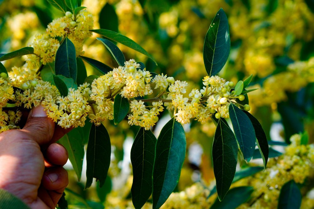 Blossom aromaterapija – eterično ulje litsea (Litsea cubeba / May Chang essential oil), citrusno-slatka aroma za spokoj, osveženje i emocionalnu ravnotežu.