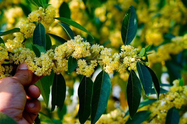 Blossom aromaterapija – eterično ulje litsea (Litsea cubeba / May Chang essential oil), citrusno-slatka aroma za spokoj, osveženje i emocionalnu ravnotežu.