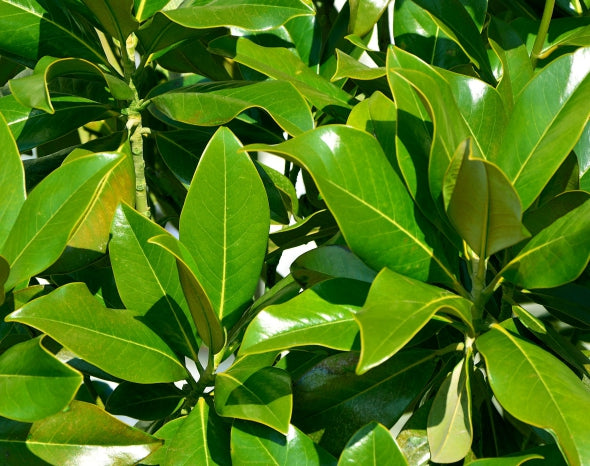 Blossom aromaterapija – eterično ulje lovora (Laurus nobilis / Bay Laurel essential oil), oštar biljni miris za snagu, jasnoću, cirkulaciju i disanje.