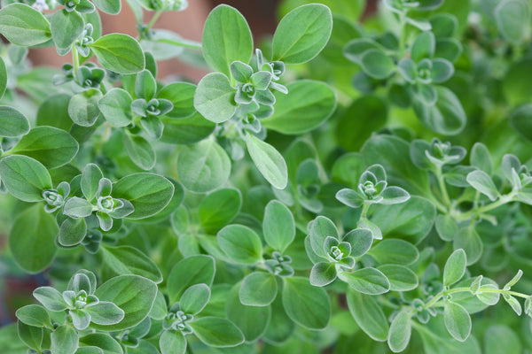 Blossom aromaterapija – eterično ulje majorana (Origanum majorana / Marjoram essential oil), blaga biljno-cvetna aroma za smirenje, san, cirkulaciju i emocionalnu ravnotežu
