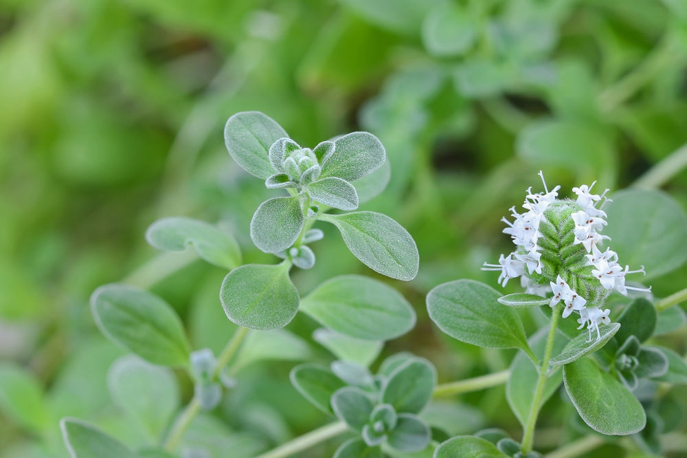Blossom aromaterapija – eterično ulje majorana (Origanum majorana / Marjoram essential oil), blaga biljno-cvetna aroma za smirenje, san, cirkulaciju i emocionalnu ravnotežu.