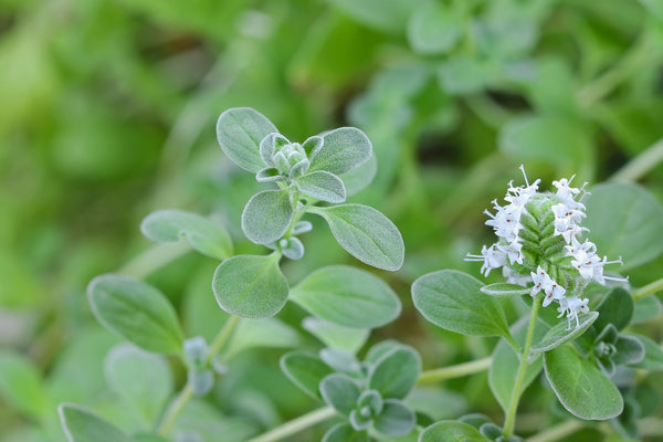 Blossom aromaterapija – eterično ulje majorana (Origanum majorana / Marjoram essential oil), blaga biljno-cvetna aroma za smirenje, san, cirkulaciju i emocionalnu ravnotežu.