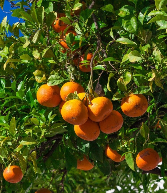 Blossom aromaterapija – eterično ulje mandarine (Citrus reticulata / Mandarin essential oil), blaga citrusna aroma za smirenje, radost, decu i emotivni balans.