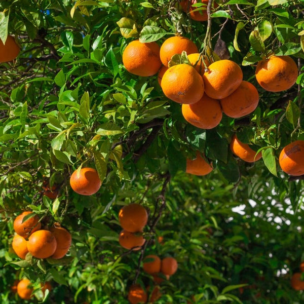 Blossom aromaterapija – eterično ulje mandarine (Citrus reticulata / Mandarin essential oil), blaga citrusna aroma za smirenje, radost, decu i emotivni balans.