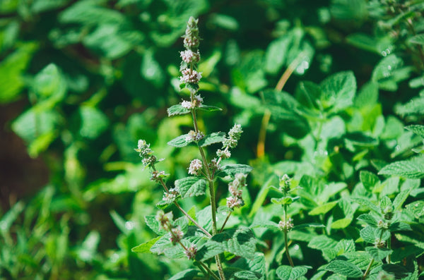Blossom aromaterapija – eterično ulje matičnjaka (Melissa officinalis / Melissa essential oil), limunasto-sveža aroma za smirenje, balans hormona, PMS i negu osetljive kože.