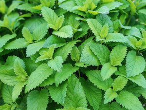 Blossom aromaterapija – eterično ulje matičnjaka (Melissa officinalis / Melissa essential oil), limunasto-sveža aroma za smirenje, balans hormona, PMS i negu osetljive kože.