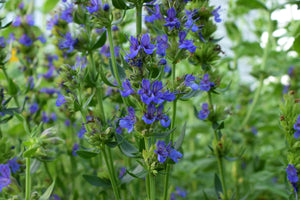Blossom aromaterapija – eterično ulje miloduh (Hyssopus officinalis / Hyssop essential oil), biljno-kamforna aroma za jasnoću, svežinu i emocionalno rasterećenje.