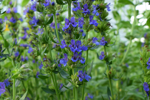 Blossom aromaterapija – eterično ulje miloduh (Hyssopus officinalis / Hyssop essential oil), biljno-kamforna aroma za jasnoću, svežinu i emocionalno rasterećenje.