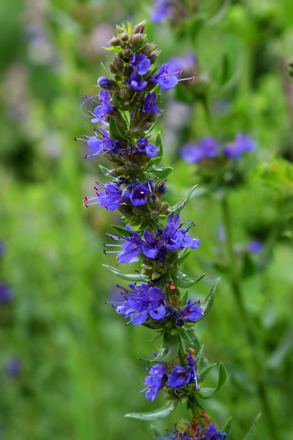 Blossom aromaterapija – eterično ulje miloduh (Hyssopus officinalis / Hyssop essential oil), biljno-kamforna aroma za jasnoću, svežinu i emocionalno rasterećenje.