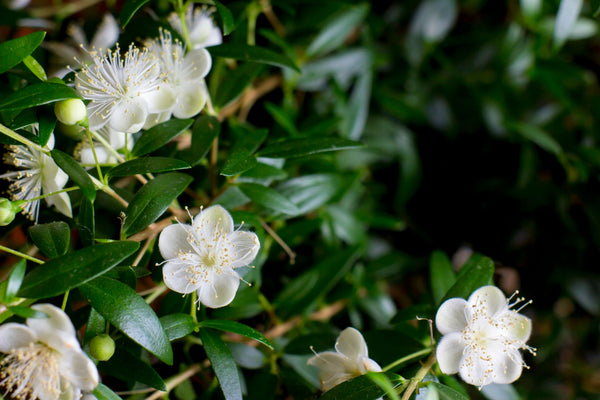 Blossom aromaterapija – eterično ulje mirta (Myrtus Communis / Myrtle essential oil), sveža biljno-citrusna aroma za disanje, mir i emocionalnu harmoniju.