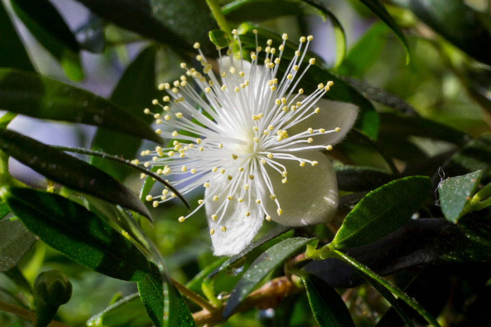 Blossom aromaterapija – eterično ulje mirta (Myrtus Communis / Myrtle essential oil), sveža biljno-citrusna aroma za disanje, mir i emocionalnu harmoniju.