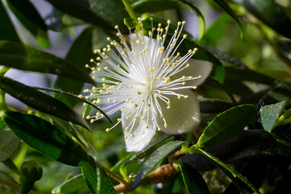 Blossom aromaterapija – eterično ulje mirta (Myrtus Communis / Myrtle essential oil), sveža biljno-citrusna aroma za disanje, mir i emocionalnu harmoniju.