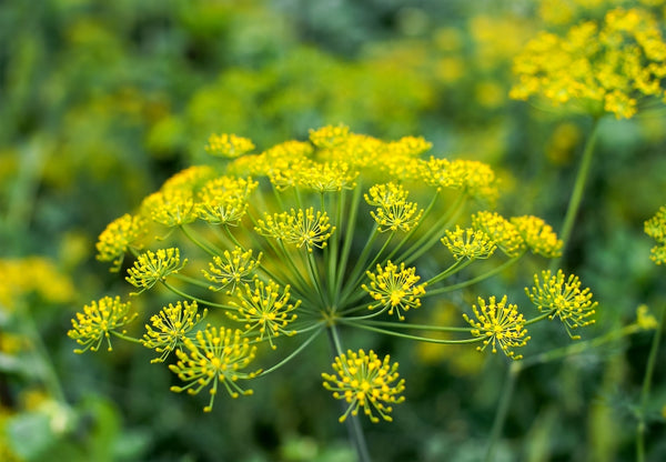Blossom aromaterapija – eterično ulje morač (Foeniculum Vulgare / Fennel essential oil), biljna slatkasta aroma za balans, varenje i emocionalnu lakoću.