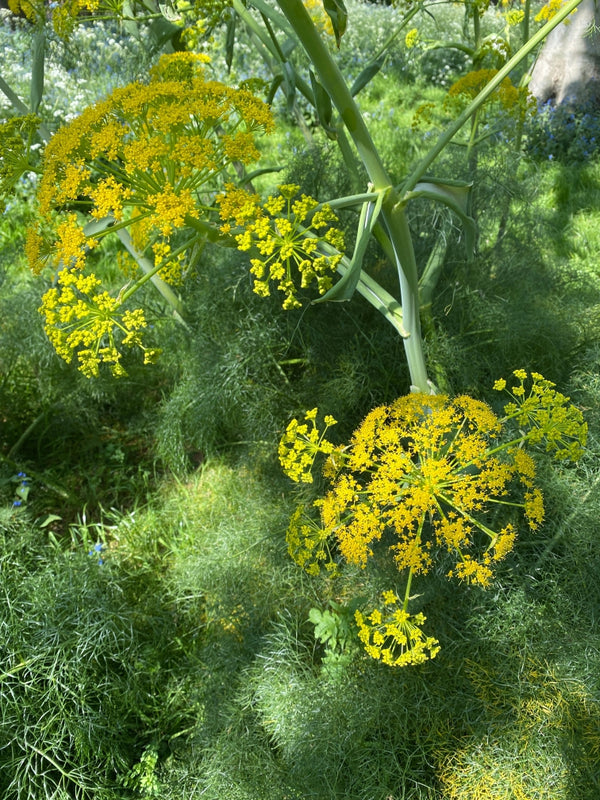 Blossom aromaterapija – eterično ulje morač (Foeniculum Vulgare / Fennel essential oil), biljna slatkasta aroma za balans, varenje i emocionalnu lakoću.