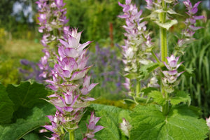 Blossom aromaterapija – eterično ulje muškatne žalfije (Salvia sclarea / Clary Sage essential oil), biljno-cvetna aroma za hormonski balans, smirenje i žensku emocionalnu podršku.