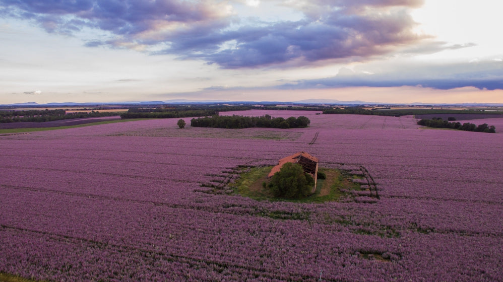 Blossom aromaterapija – eterično ulje muškatne žalfije (Salvia sclarea / Clary Sage essential oil), biljno-cvetna aroma za hormonski balans, smirenje i žensku emocionalnu podršku.