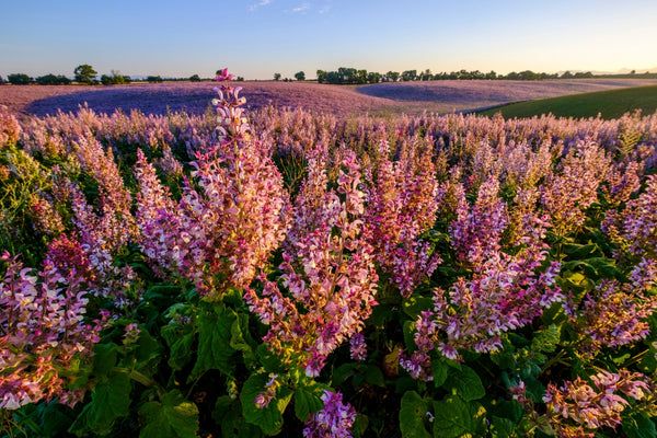 Blossom aromaterapija – eterično ulje muškatne žalfije (Salvia sclarea / Clary Sage essential oil), biljno-cvetna aroma za hormonski balans, smirenje i žensku emocionalnu podršku.