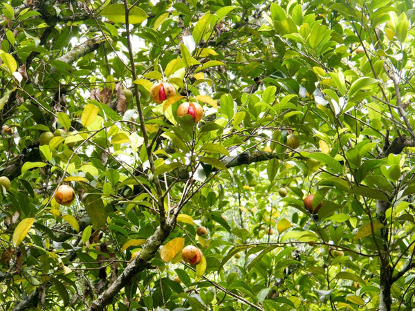 Blossom aromaterapija – eterično ulje muskatni oraščić (Myristica Fragrans / Nutmeg essential oil), topla začinska aroma za opuštanje i večernju relaksaciju.