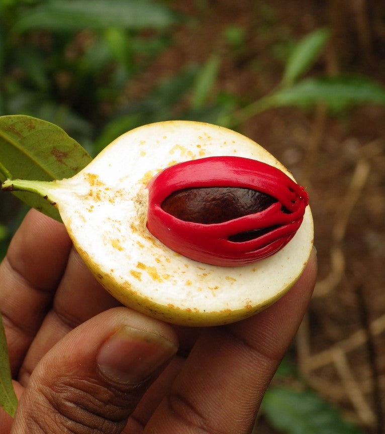 Blossom aromaterapija – eterično ulje muskatni oraščić (Myristica Fragrans / Nutmeg essential oil), topla začinska aroma za opuštanje i večernju relaksaciju.
