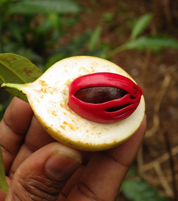 Blossom aromaterapija – eterično ulje muskatni oraščić (Myristica Fragrans / Nutmeg essential oil), topla začinska aroma za opuštanje i večernju relaksaciju.