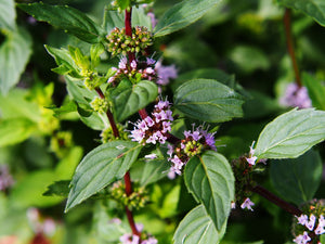 Blossom aromaterapija – eterično ulje nana (Mentha Piperita / Peppermint essential oil), sveža mentolna aroma za fokus, disanje i energiju.