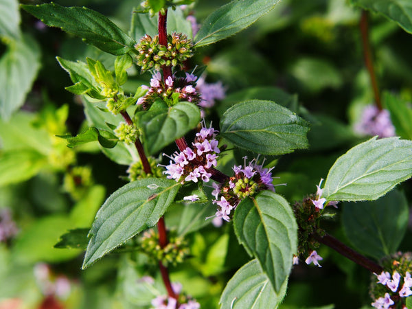 Blossom aromaterapija – eterično ulje nana (Mentha Piperita / Peppermint essential oil), sveža mentolna aroma za fokus, disanje i energiju.