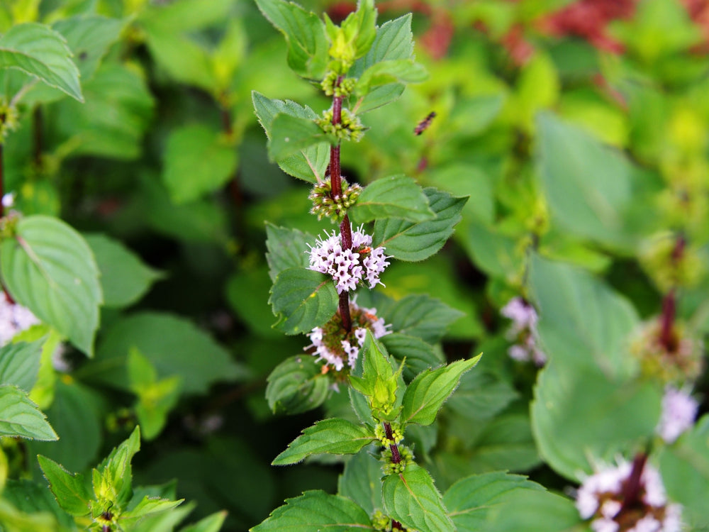 Blossom aromaterapija – eterično ulje nana (Mentha Piperita / Peppermint essential oil), sveža mentolna aroma za fokus, disanje i energiju.