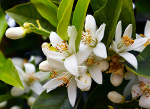Blossom aromaterapija – eterično ulje neroli (Citrus aurantium amara / Neroli essential oil), luksuzna cvetno-citrusna aroma za regeneraciju kože, smirenje i emocionalnu harmoniju.