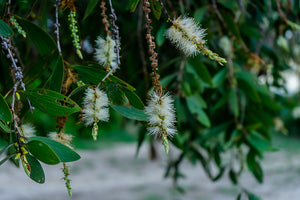Blossom aromaterapija – eterično ulje niauli (Melaleuca quinquenervia / Niaouli essential oil), sveža biljna aroma za disanje, osveženje i vitalnost prostora.