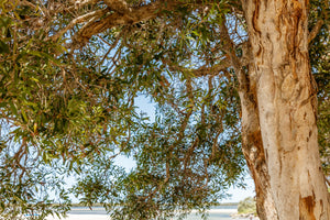 Blossom aromaterapija – eterično ulje niauli (Melaleuca quinquenervia / Niaouli essential oil), sveža biljna aroma za disanje, osveženje i vitalnost prostora.