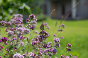 Blossom aromaterapija – eterično ulje origano (Origanum vulgare / Oregano essential oil), topla začinska aroma za snagu, fokus i čist, vitalan prostor.