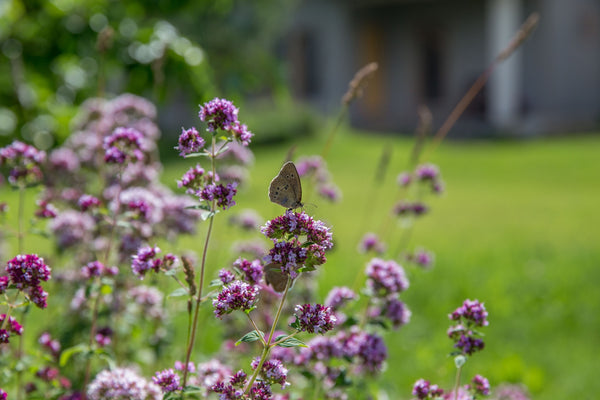 Blossom aromaterapija – eterično ulje origano (Origanum vulgare / Oregano essential oil), topla začinska aroma za snagu, fokus i čist, vitalan prostor.