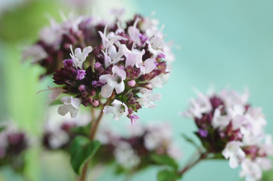 Blossom aromaterapija – eterično ulje origano (Origanum vulgare / Oregano essential oil), topla začinska aroma za snagu, fokus i čist, vitalan prostor.