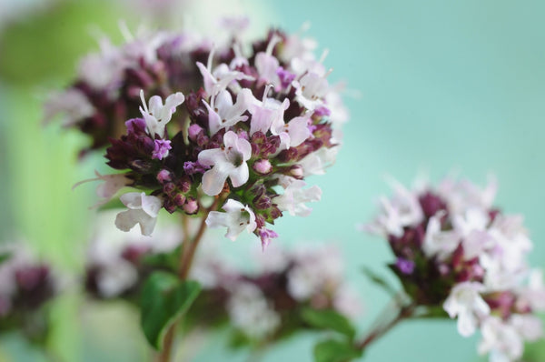 Blossom aromaterapija – eterično ulje origano (Origanum vulgare / Oregano essential oil), topla začinska aroma za snagu, fokus i čist, vitalan prostor.
