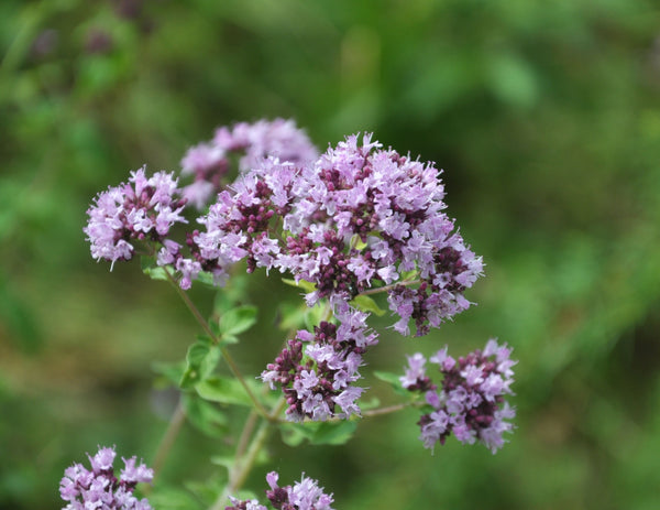 Blossom aromaterapija – eterično ulje origano (Origanum vulgare / Oregano essential oil), topla začinska aroma za snagu, fokus i čist, vitalan prostor.