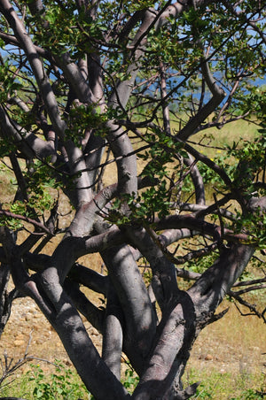 Blossom aromaterapija – eterično ulje palo santo (Bursera Graveolens / Palo Santo essential oil), smolasta balzamična aroma za mir, duhovnu jasnoću i meditativne rituale.