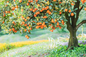 Blossom aromaterapija – eterično ulje petitgrain (Citrus Aurantium ssp. Amara / Petitgrain essential oil), sveža citrusno-biljna aroma za mir, emocionalni balans i osveženje prostora.