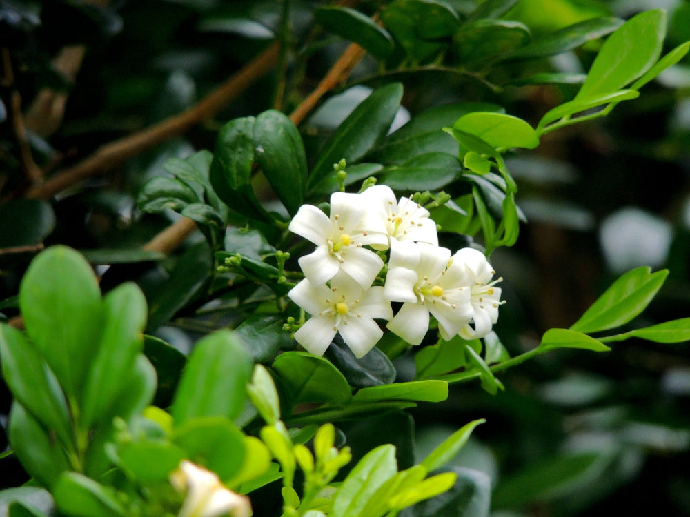 Blossom aromaterapija – eterično ulje petitgrain (Citrus Aurantium ssp. Amara / Petitgrain essential oil), sveža citrusno-biljna aroma za mir, emocionalni balans i osveženje prostora.
