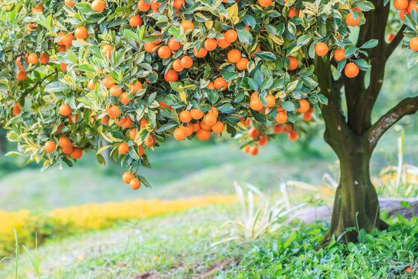 Blossom aromaterapija – eterično ulje pomorandže (Citrus sinensis / Orange essential oil), sunčana citrusna aroma za smirenje, radost i podizanje raspoloženja.