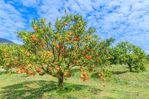 Blossom aromaterapija – eterično ulje pomorandže (Citrus sinensis / Orange essential oil), sunčana citrusna aroma za smirenje, radost i podizanje raspoloženja.